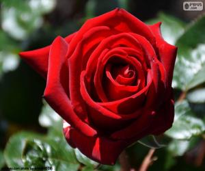 пазл Красная роза для Святого Валентина